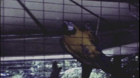 Zoo1973-Parrots Stock Footage 43722243