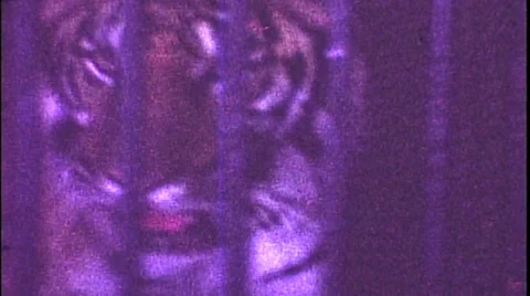 Zoo1973-Tigers Video stock 43722422
