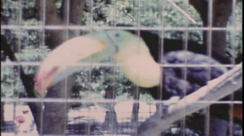 Zoo1973-Toucan Video stock 43722552