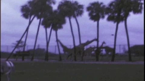 Zoo1974 Stock Footage 43722873