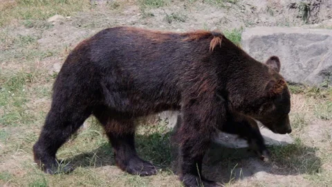 ZooA brown bear walking alone in the zoo side view wildlife Vídeos de archivo 130254326