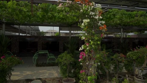 ZooDoo Phan Rang Video stock 243404945