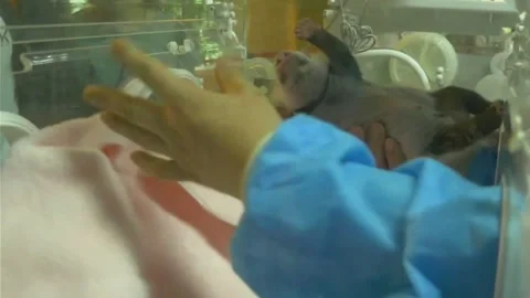 Zookeeper Cares for a Giant Panda Cub in an Incubator at a Sichuan Breeding Vídeos de archivo 337802267