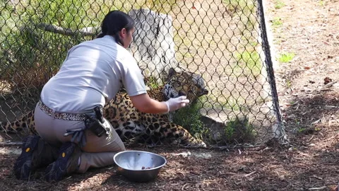 A Zookeeper Feeds A Jaguar Stock Footage 146880041