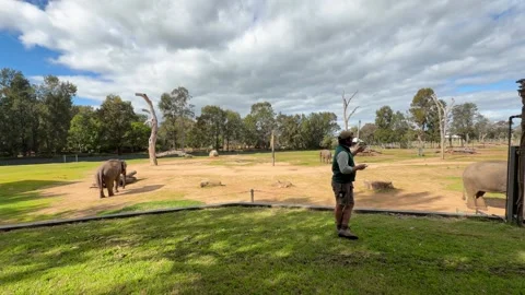 Zookeeper Giving Educational Presentation Near Elephants in Safari Park Stock Footage 340380932