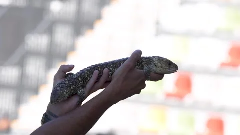 Zookeeper Holding an Australian Shingleback Lizard at a Wildlife Park Stock Footage 330829766