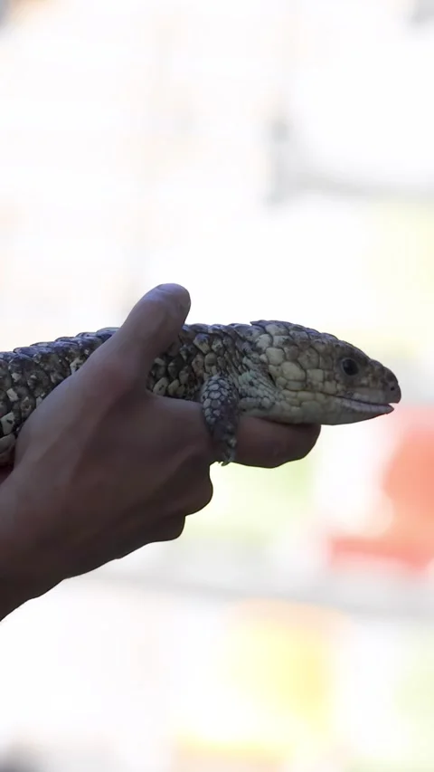 Zookeeper Holding a Shingleback Lizard at an Australian Wildlife Park Stock Footage 331052686