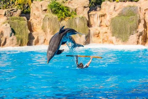 Zookeeper practicing with dolphins tricks in large pool. Stock Photos