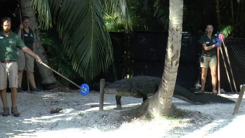 Zookeeper Using a Stick to Train an Alligator Stock Footage 88878612