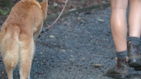 Zookeeper Walking a Dingo on a Leash Along a Gravel Path Video stock 331503688