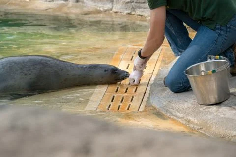 The Zookeeper working with a seal Stock Photos