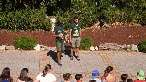 Zookepers give a live lecture with snakes at Lisbon Zoo, Portugal Stock Footage 112761297