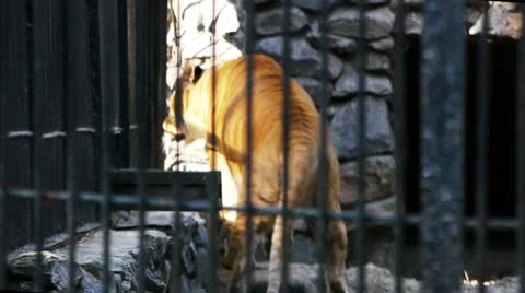 Zoo.Liger in the cage Stock Footage 12292023