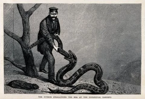 Zoological Society of London: a python swallowing a boa with the aid of an .. Illustrazione stock