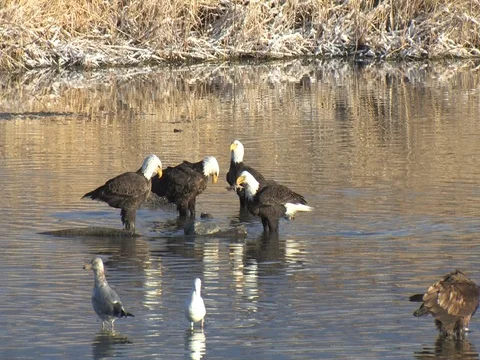 Zoom in on 4 Bald Eagles, One takes wing &amp; does a nice fly around Stock Footage 124563245