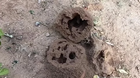Zoom In on Abandoned Termite Mound Internal Structure Stock Footage 339670260