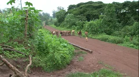 Zoom in African barefoot sheperd boy wal... | Stock Video | Pond5