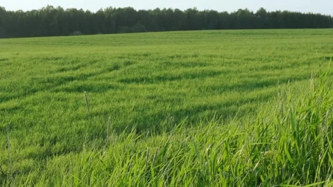 Zoom in agricultural field from the side of the road. Stock Footage 242599714