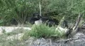 Zoom and low angle Eastern Timber Wolves pack in rocky hills HD Footage