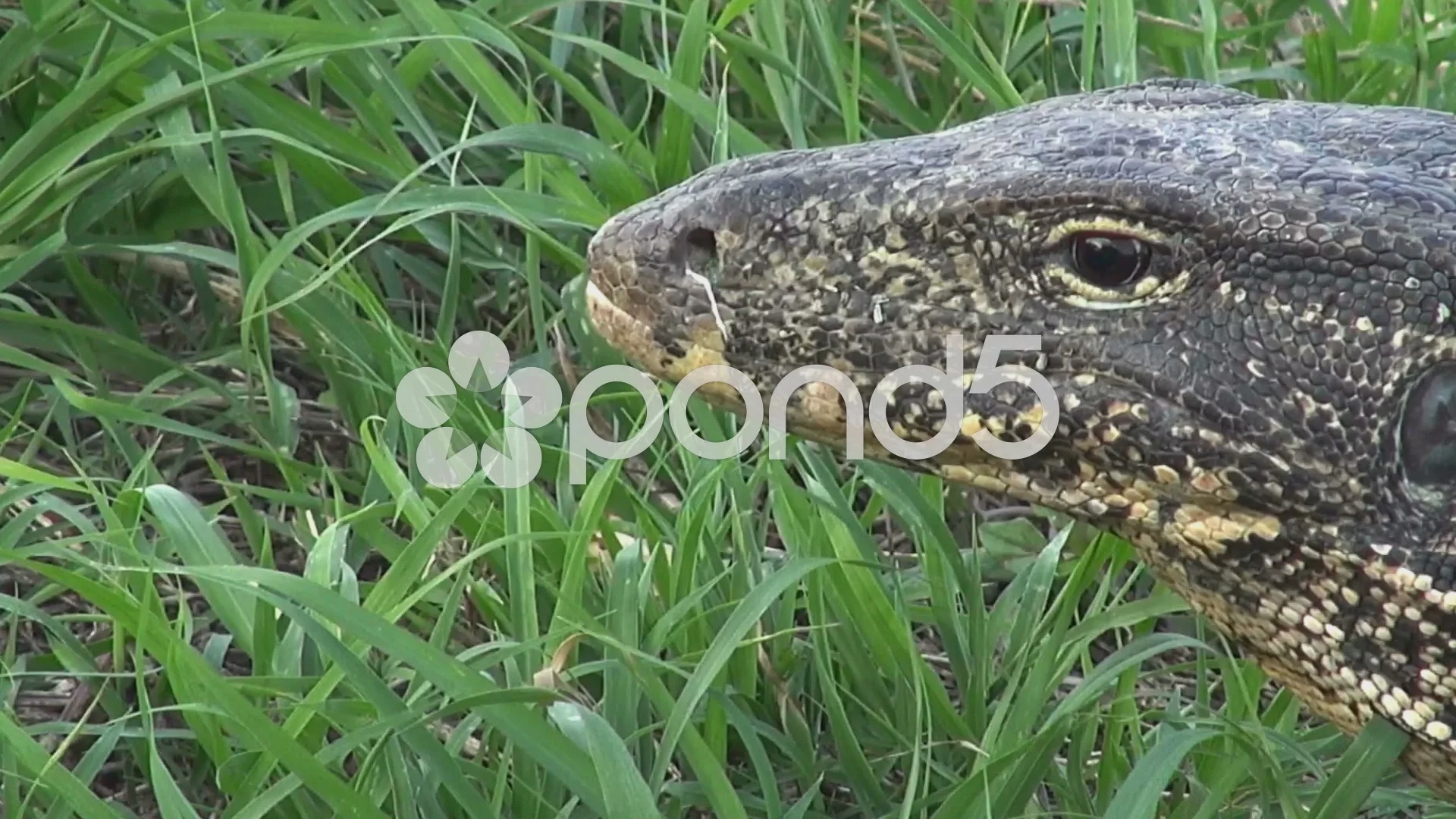 Zoom In And Out To A Monitor Lizard's Ey, Stock Video