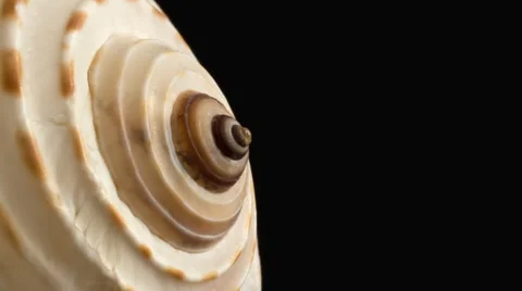 Zoom and Pan Left of a Seashell with Spirals. 库存影片 56285816