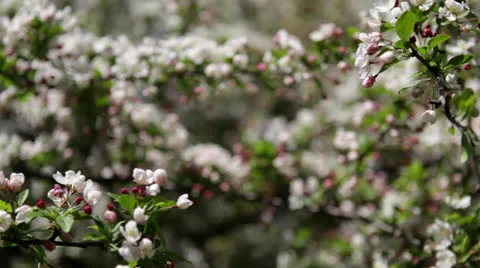 Zoom and rack focus: Apple tree blossoms in Spring orchard Stock Footage 24672990