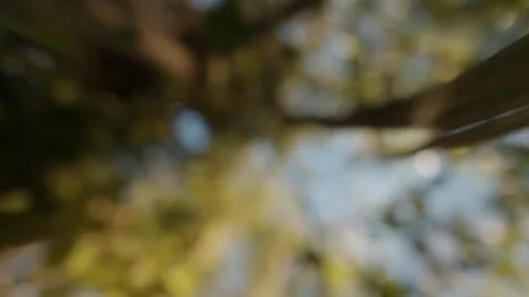 Zoom into and through a beautiful tree. Concept of mother nature. Fantasy Stock Footage 246435462