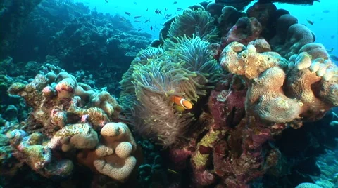 Zoom in anemonefish Stock Footage 56790403