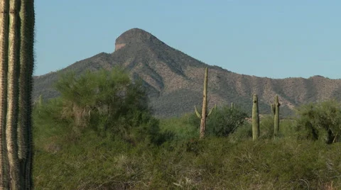Zoom back from desert mountain to wide of saguaro cacti Stock Footage 49925647