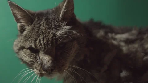 A zoom in on a beautiful old cat Stock Footage 171541436