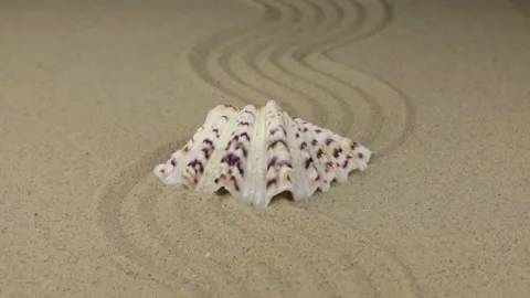 Zoom of a beautiful seashell lying on a curve made of sand. Stock Footage 105968538