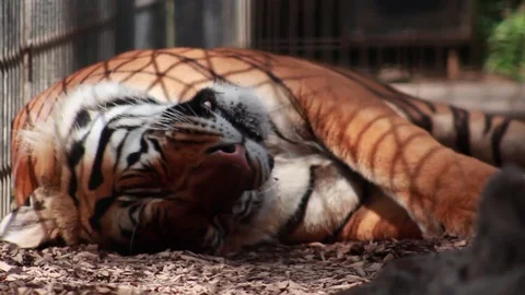 Zoom: Bengal Tiger Sleeps Stock Footage 79585674