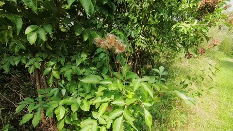 Zoom In to berries on the tree Video stock 117170212