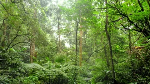 Zoom In of Big Tree in Tropical Forest. Sukabumi, Indonesia Stock Footage 245960049