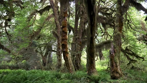 Zoom in on bigleaf maple trees on the hall of mosses trail at hoh rainforest Stock Footage 99386359