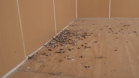 Zoom in bird droppings on the ceramic tiles Stock Footage 97731348