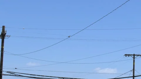 Zoom in to bird flying off of wire Stock Footage 132344817
