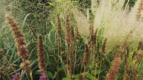 Zoom In to the blooming grass Stockbeeldmateriaal 117587213