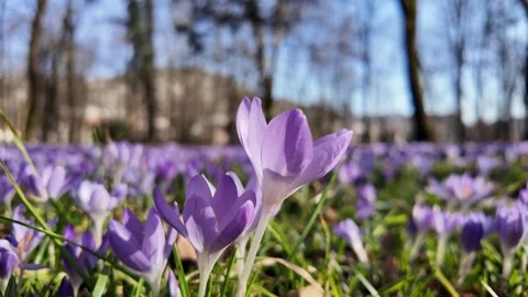 Zoom-in to a blooming purple crocus flower in a tranquil meadow park. Stock Footage 311373398