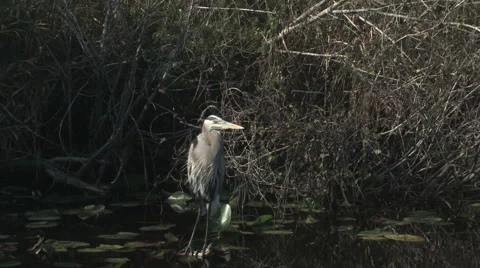 Zoom in on blue heron Stock Footage 6033186