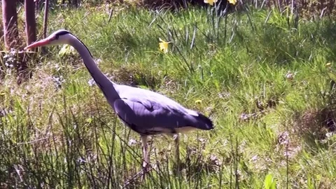 Zoom in on the Blue Heron Stock Footage 83261943