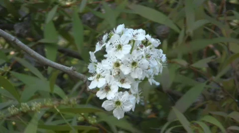 Zoom in to a branch of a blooming apple tree Video stock 522768