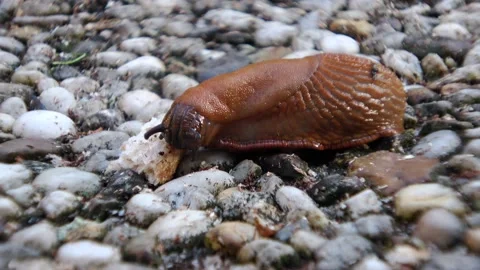 Zoom In bread-eating slug  Stock Footage 168558092