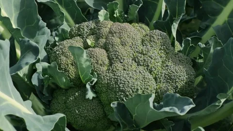 Zoom in broccoli growing in the vegetable garden. Agriculture and horticulture Stock Footage 280645508