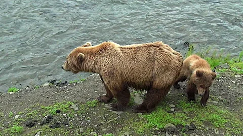 Zoom in on Brown Bear Cub Behind Sow on River Bank Stock Footage 50683813