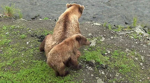 Zoom in on Brown Bear Cub With It's Mother on a riverbank Stock Footage 50599442