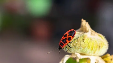 Zoom in on a bug Stock Footage 104840812