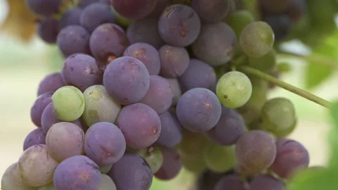 Zoom in to a bunch of grapes on vineyard Video stock 231553321