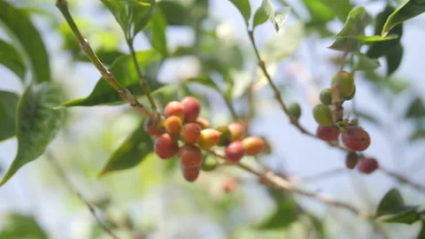 Zoom on a bunch of red coffee fruit, in Ethiopia Stock Footage 230518101