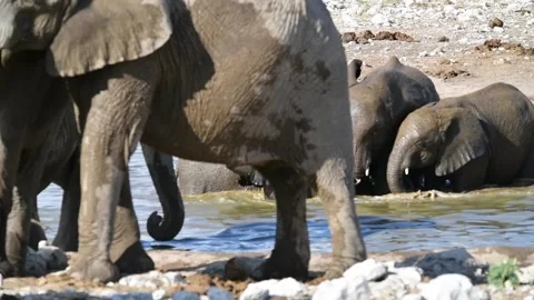 Zoom to calf drinking behind adults — Part 5 (Hero) Stock Footage 320803499